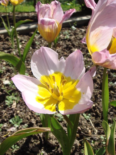Tulipa bakeri 'Lilac Wonder' fleur